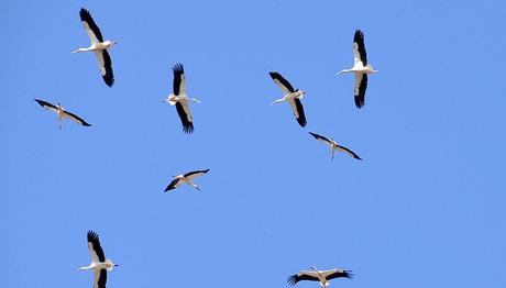 Kanatlı Göçmenler İsrail'de Konaklıyor