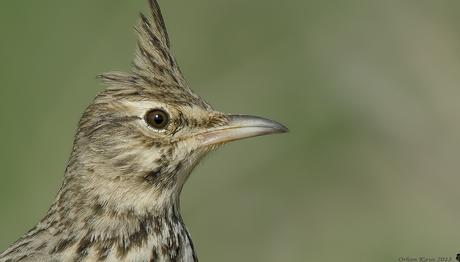 Modern Kuşlar 95 Milyon Yıldır Uçuşta