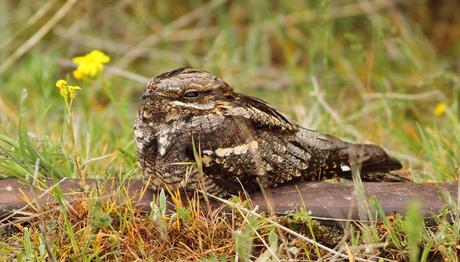 Demiryolu Doğası ve Kuşlar