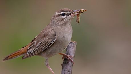 Ormanlara binlerce kuş yuvası asıldı