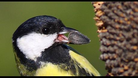 Baştankara  genetic şifreleri zeka evrimine ışık tutuyor