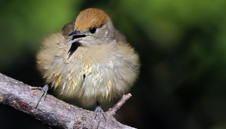 Akdeniz in 20 bölgesinde her sene sekiz milyon kuş yasadışı avlanıyor