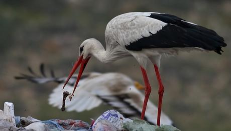 Abur cubur yemeyi seven leylekler göç etmekten vazgeçiyor 