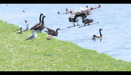 Drone Modelleri Kuş Araştırmalarında Kullanılacak