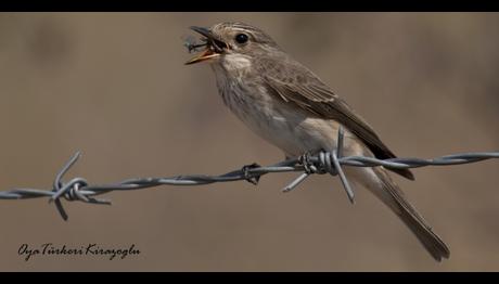 Kuşlar sivrisinekler olmadan hayatta kalabilir mi? 