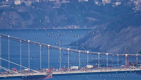 3. Köprü Kuşların Göç Yolu Üzerinde