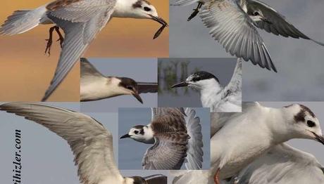 Örnek haber adı gelecek.