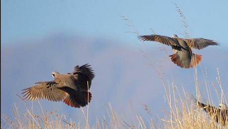 Kaçak avcılardan kurtarılan keklikler doğaya salındı