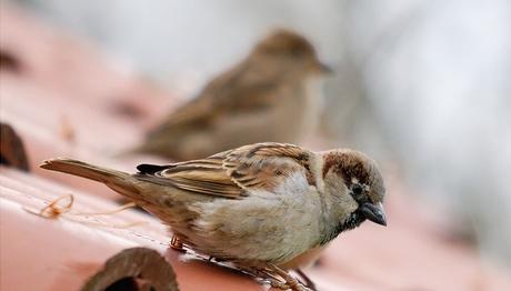 Şehir serçeleri neden farklı tonda öter? 