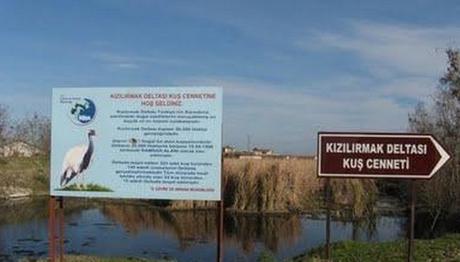 Kızılırmak Deltası Kuş Cenneti'ne gelen leyleklerin göç haritası çıkarılacak