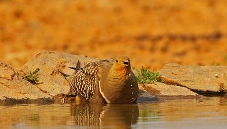 Bu çöl kuşu tüylerinin arasına su saklıyor 