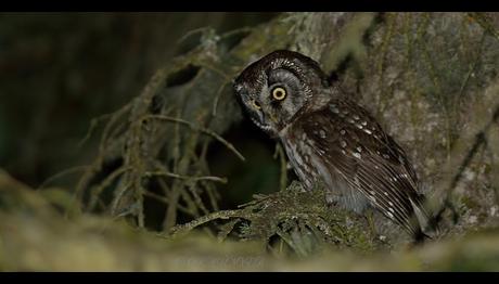 Bursa Dışından İlk Fotoğraflı Kayıt