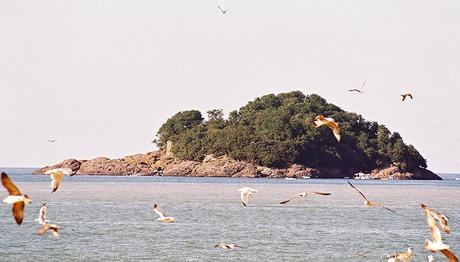 Binlerce Kuş Giresun Adası'na Yuva Yaptı