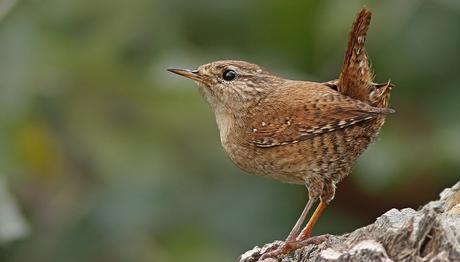 Kuşlar İki Kıtada İklim Değişikliğinden Benzer Etkileniyor