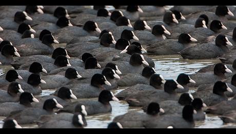 Orta Karadeniz'de 88 binin Üzerinde Su Kuşu Sayıldı