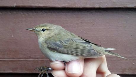 Kiraz Erciyas Hocadan Minik Misafir Haberi 