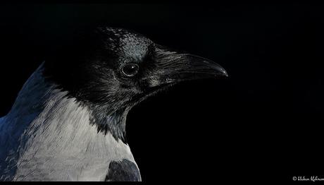 Kargalar Ölümü Tanıyor ve Korkuyor