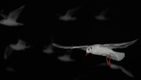 Kuşların çığlığı felaketin habercisi...