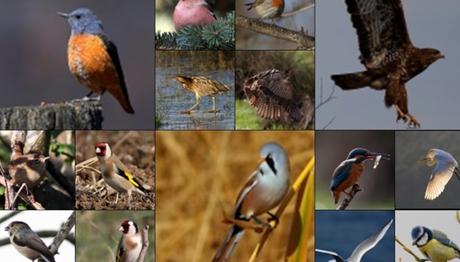 Başımız Sağolsun...