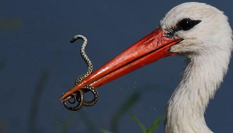 Leylekler Aydın'da Akçay Vadisini Tercih Ediyor