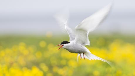 Kutup Sumrusu Yıllık Göç Uçuşu Rekortmeni