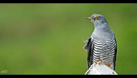 Guguk Kuşu Aldatma Ustası