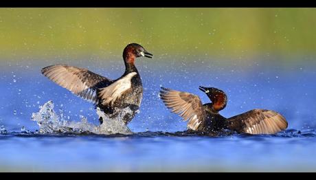 Kuş Cenneti Mogan İlgi odağında
