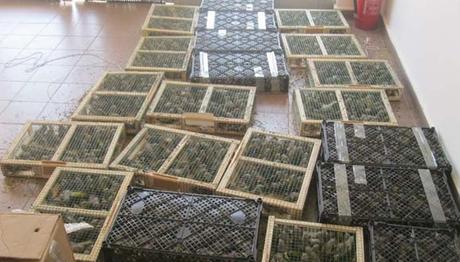 Kuş kaçakçısına astronomik ceza