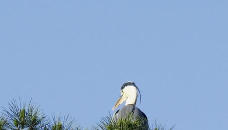 Balıkçılların bahçesi