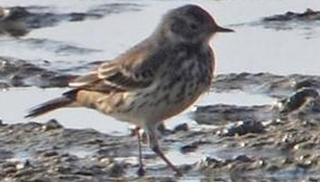 Örnek haber adı gelecek.