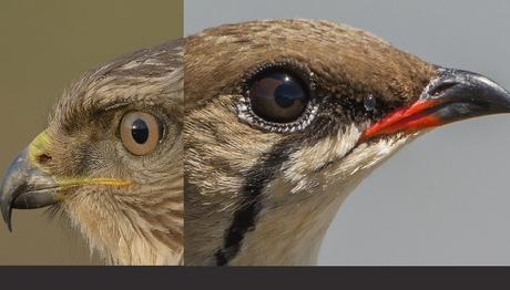 4K ile HD nin Farkı