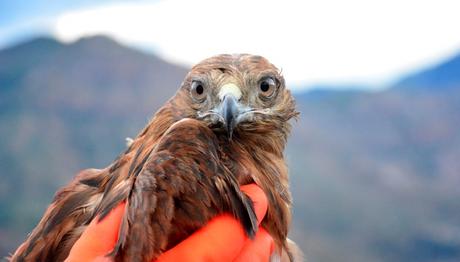 Bagajdan  şahin çıktı