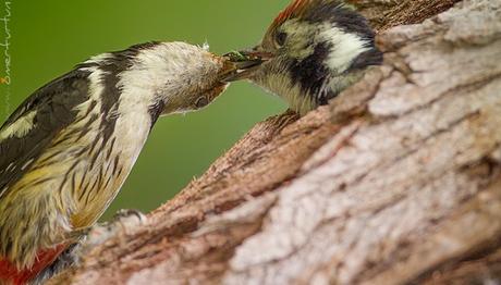 Vur Kafanı Duvarlara!
