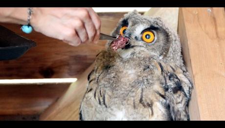 Puhu yavrusuna özel bakım