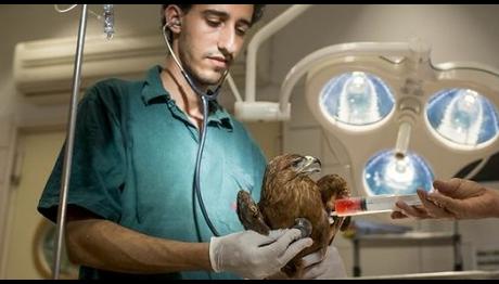 İsrailde kuşlar için kan bankası