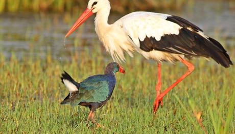 Kuş Cenneti İçin Unesco Planı
