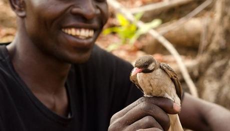 Afrikalı avcı-toplayıcılara asırlardır rehberlik eden kuş