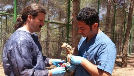 Türkiye'de ilk defa kızıl şahin ve yılan kartalına verici takıldı