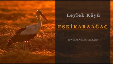 Avrupa Leylek Köyü Eskikaraağaç