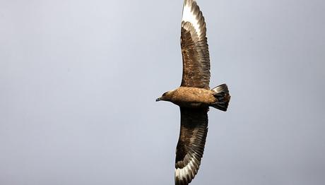 Hayvanlar kin tutar mı? Bu Antarktik kuşu insanları ayırıyor.