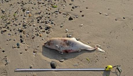 Olağandışı Toplu Yunus Ölümleri