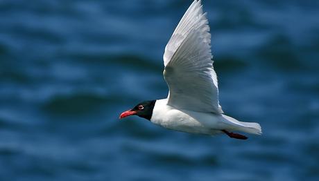 Oltaya takılan Akdeniz martısı kurtarıldı