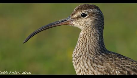İleri teknolojiler göçmen kuşlar için daha geniş alanların korunması gerektiğini gösterdi