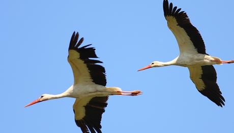 Fazilet, Samsun, Bafra ve Delta.. Yoldalar