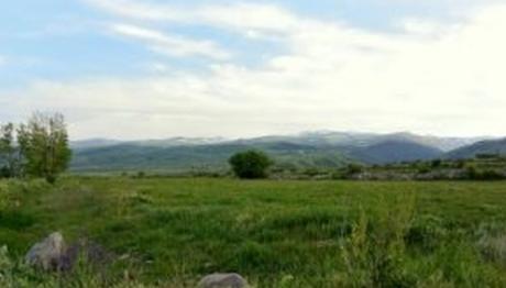 Türkiyede Bıldırcınkılavuzunun İki Yeni Üreme Alanı Bulundu!