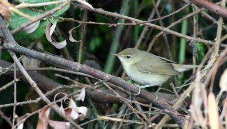 Bomba Haber Trabzon'dan Geldi