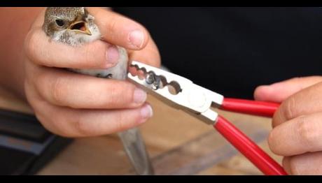 Kızılırmak Deltası'nda 100 binin üzerinde kuş halkalandı