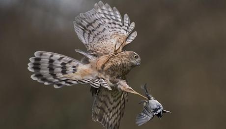 Britanya Vahşi Yaşam Fotoğrafçılık Ödülleri