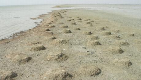 Yeni Bir Flamingo Yuvalama Alanı 