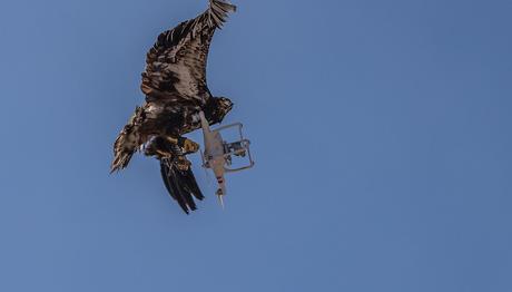 Kartalın insansız hava aracını aşağıya indirmesi